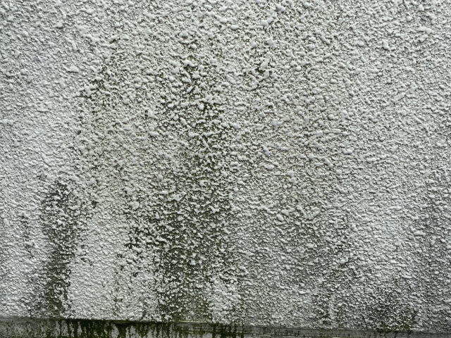 カビやコケの画像